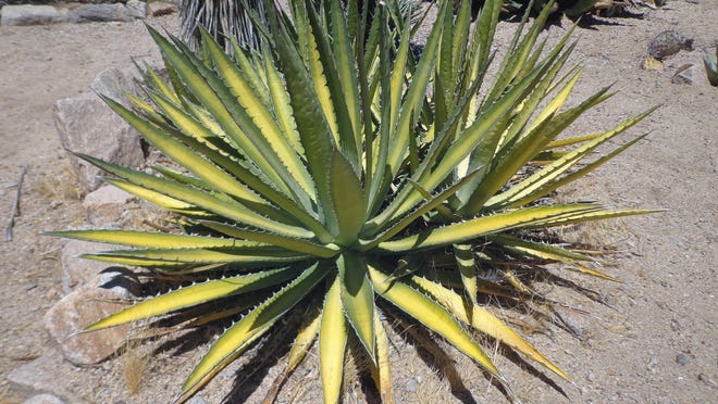 This normally green agave has suddenly yellowed with very high June temperatures.