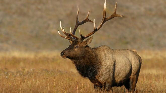 The elk harvest was down considerably this year along the Rocky Mountain based on information from the check station at Augusta run by Montana Fish, Wildlife and Parks.