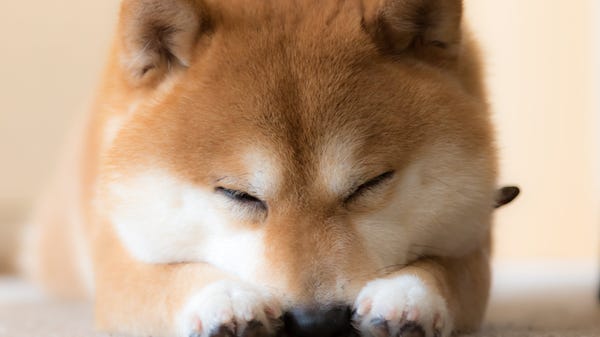 A sleeping Shiba Inu dog.