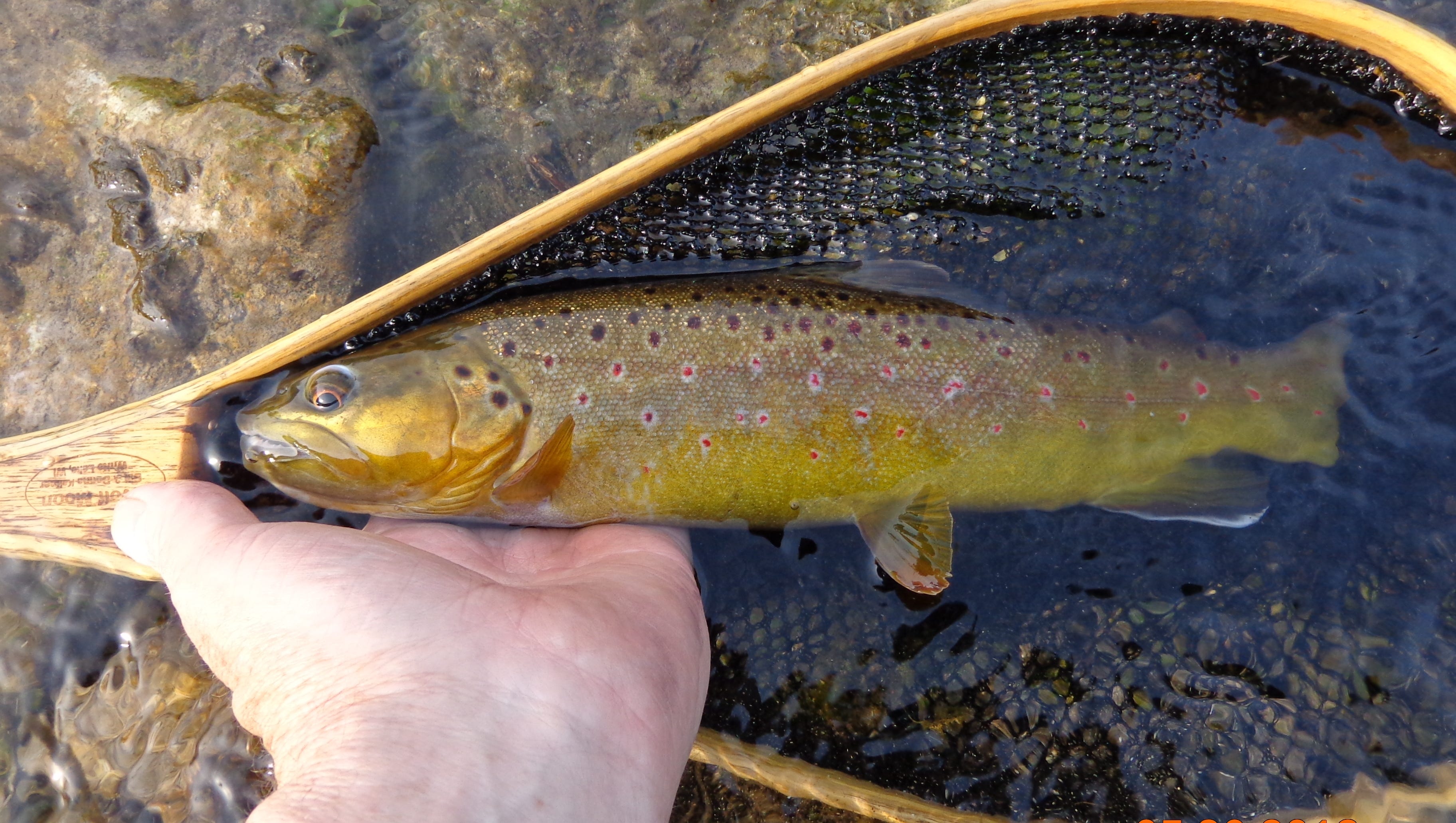 Trout Fishing Off Hungry Ducks May Be Reason