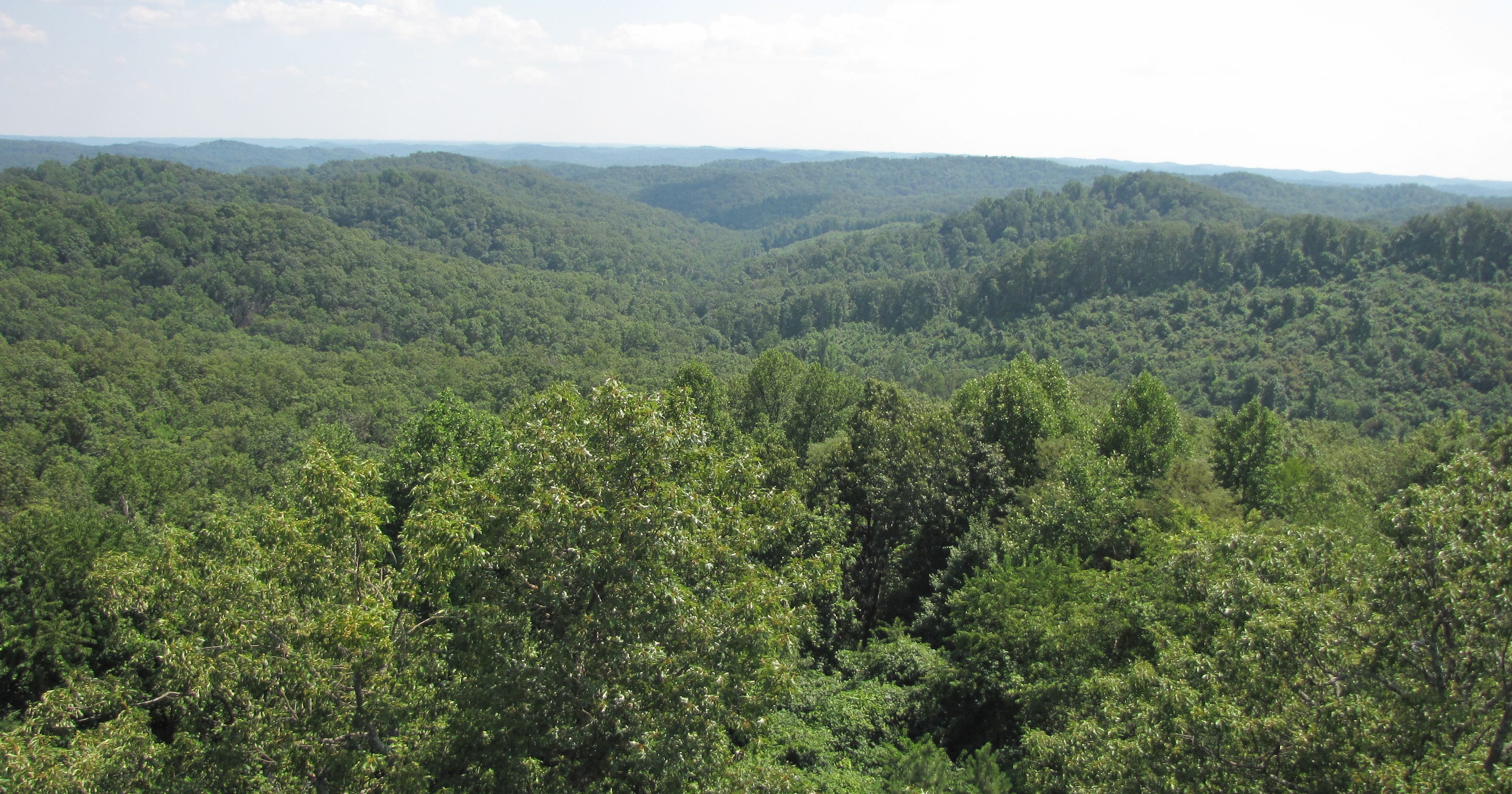 More of the #39 Little Smokies of Ohio #39 saved