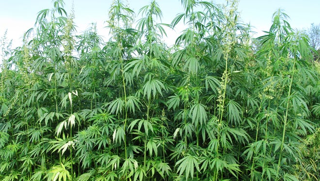 Renewed interest in industrial hemp farming in Wisconsin has brought about a flurry of activity related to dispensing information about growing hemp.