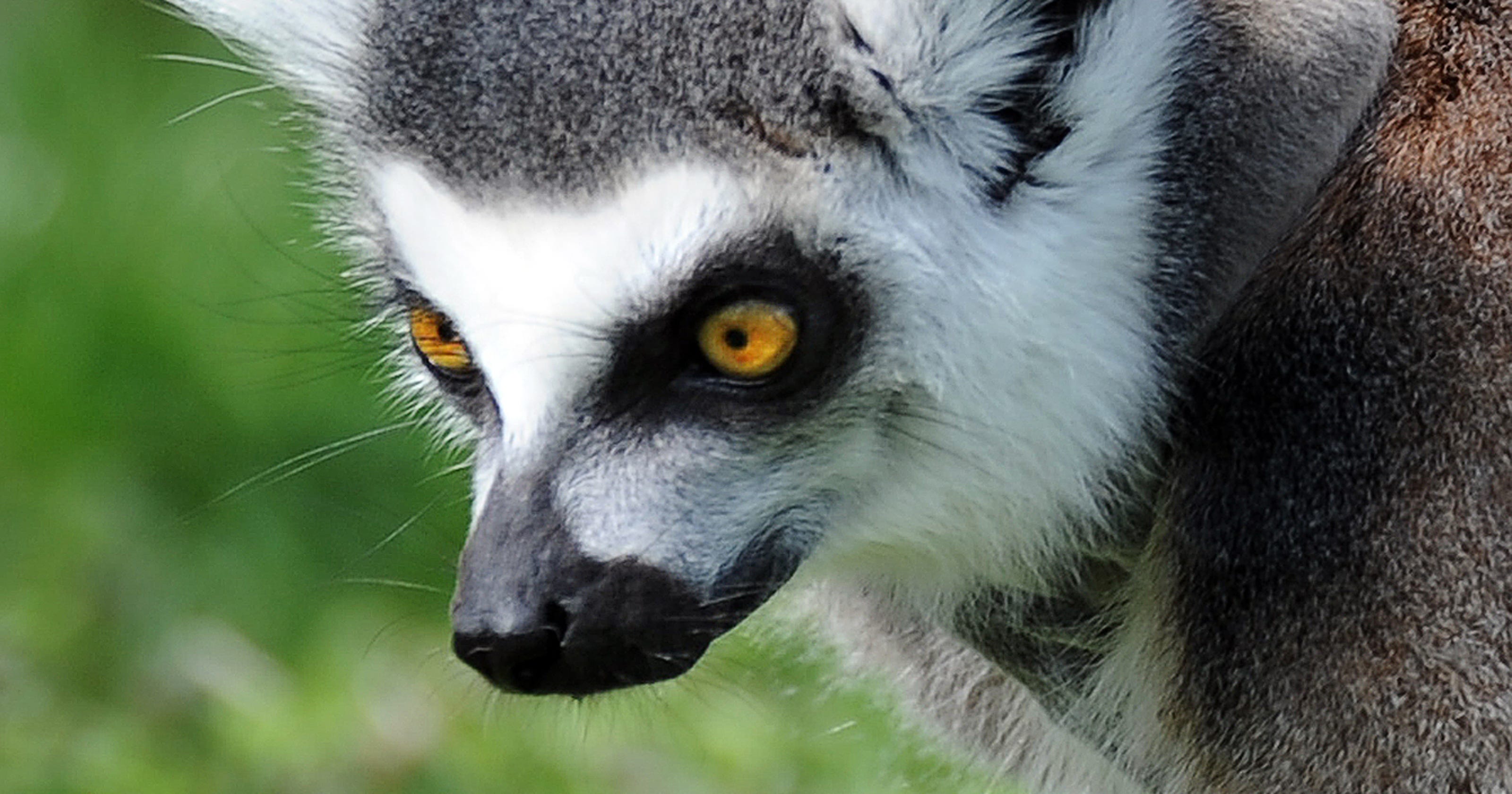 Quiz: What animal are you?