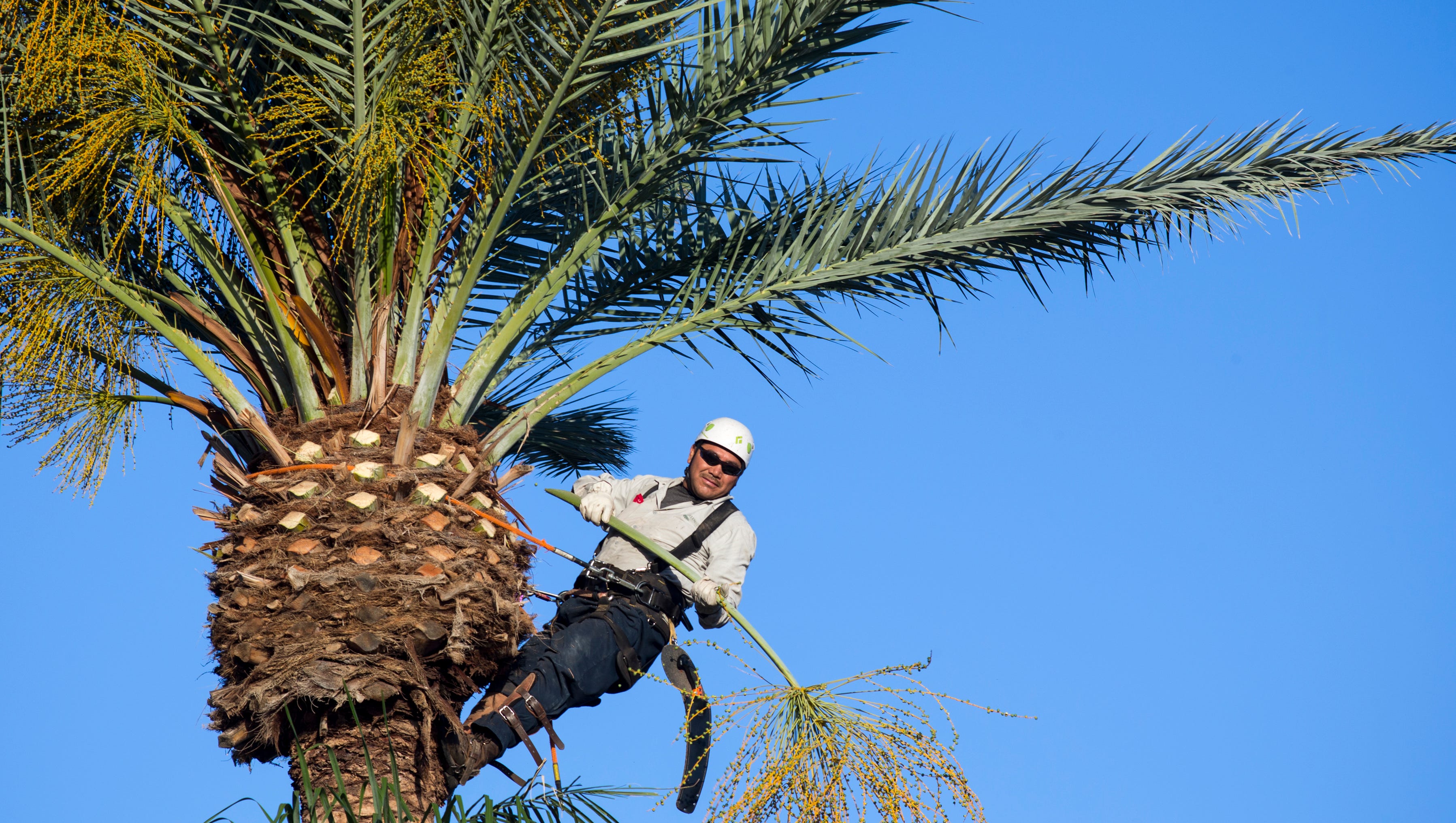 Pesky palm fronds major green-waste challenge for Phoenix