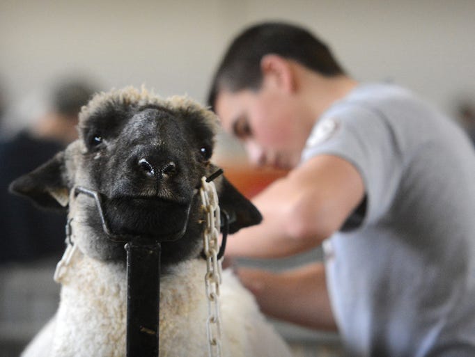 Kyle Burkichter of Lancaster, sheers his sheep during