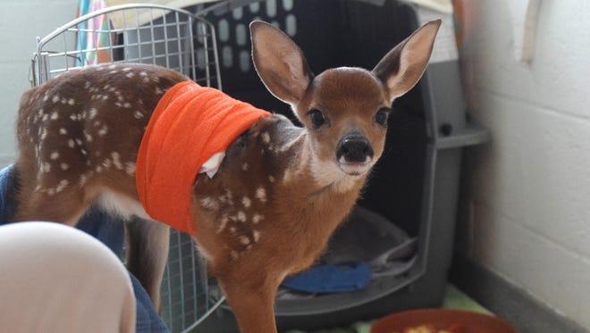 This fawn is being treated at the Conservancy of Southwest Florida after being wounded when it was run over by a tractor mower.