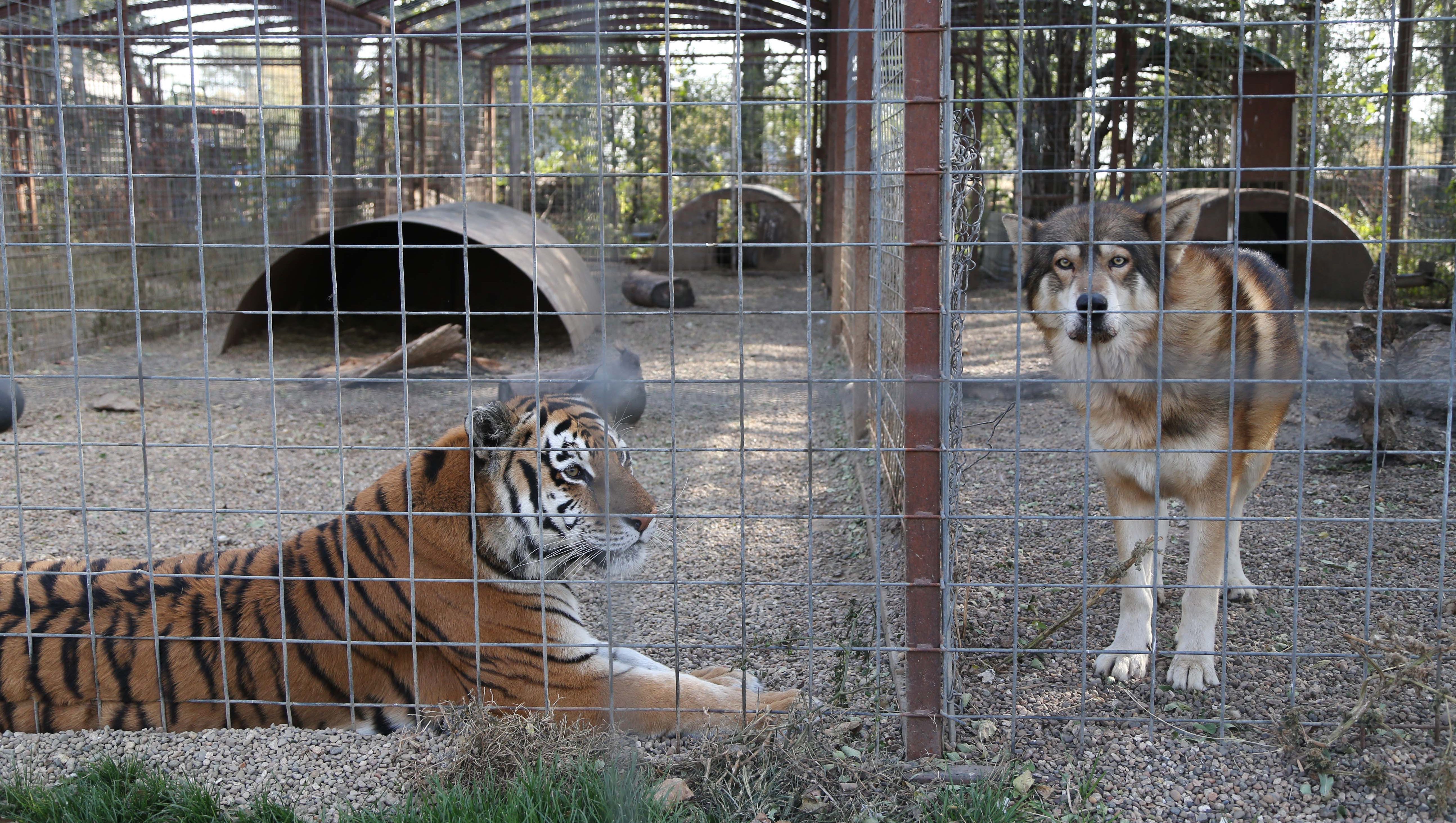 Groups: Iowa agency misinterpreting law on exotic animals
