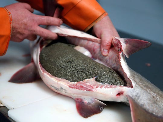 Keith Koerner of Big Fish Farms in Bethel, Ohio, shows the unprocessed caviar inside a female paddlefish. The eggs will be cleaned and brined, and the fish will be cleaned and sold to Cincinnati-area markets and restaurants.