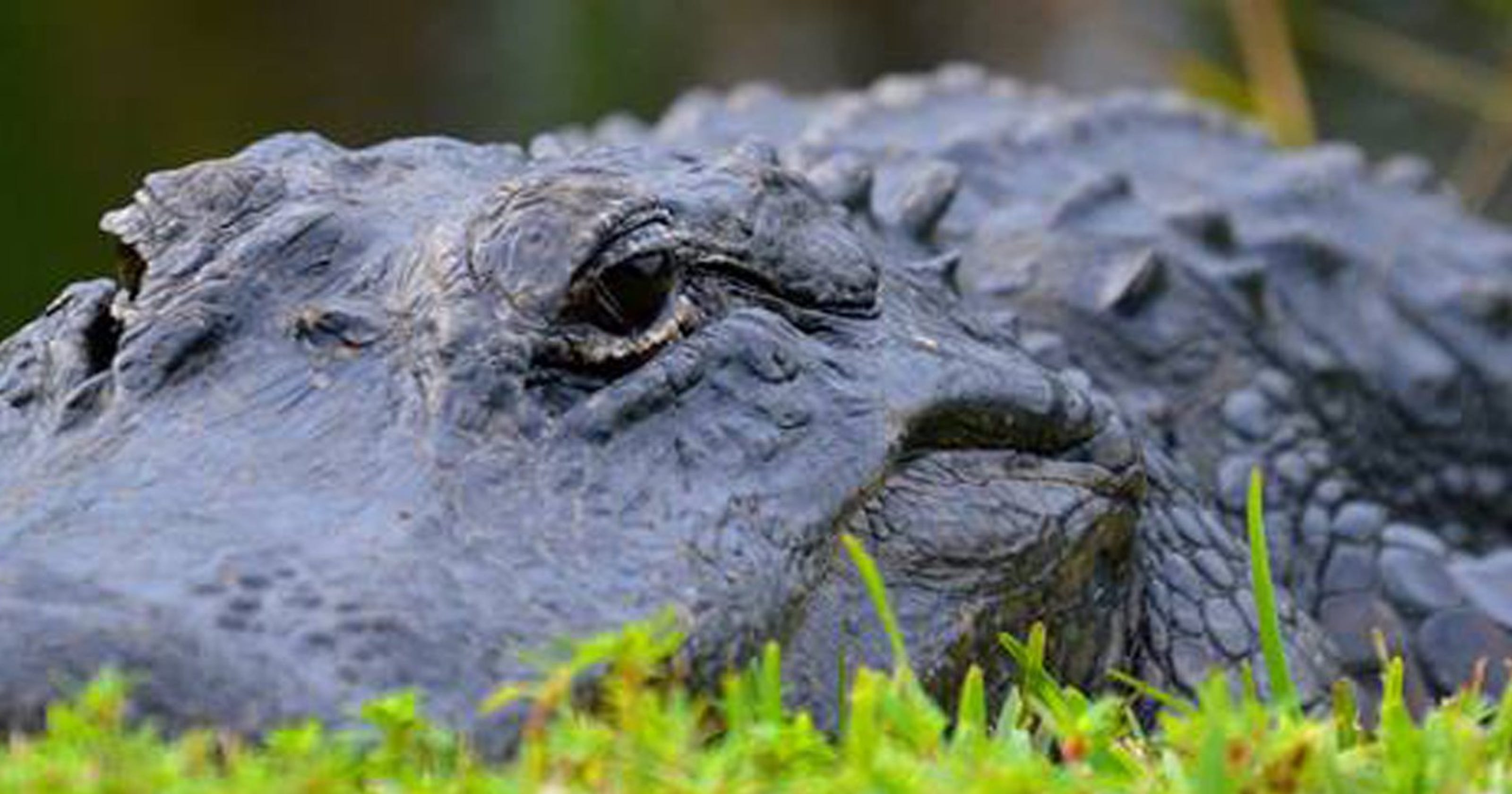 Tips for living near alligators in Florida 