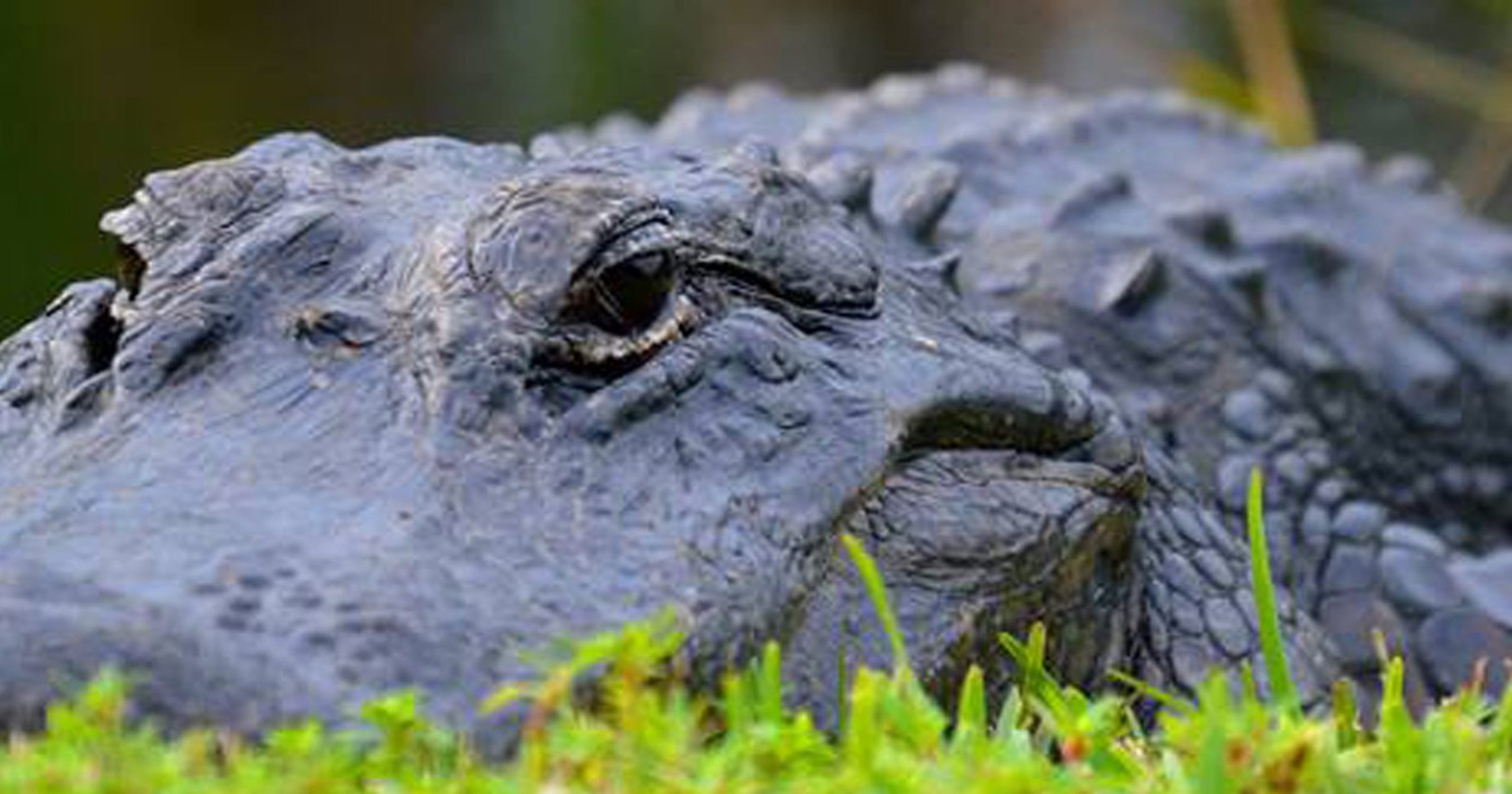 Tips for living near alligators in Florida Tips for living near alligators in Florida