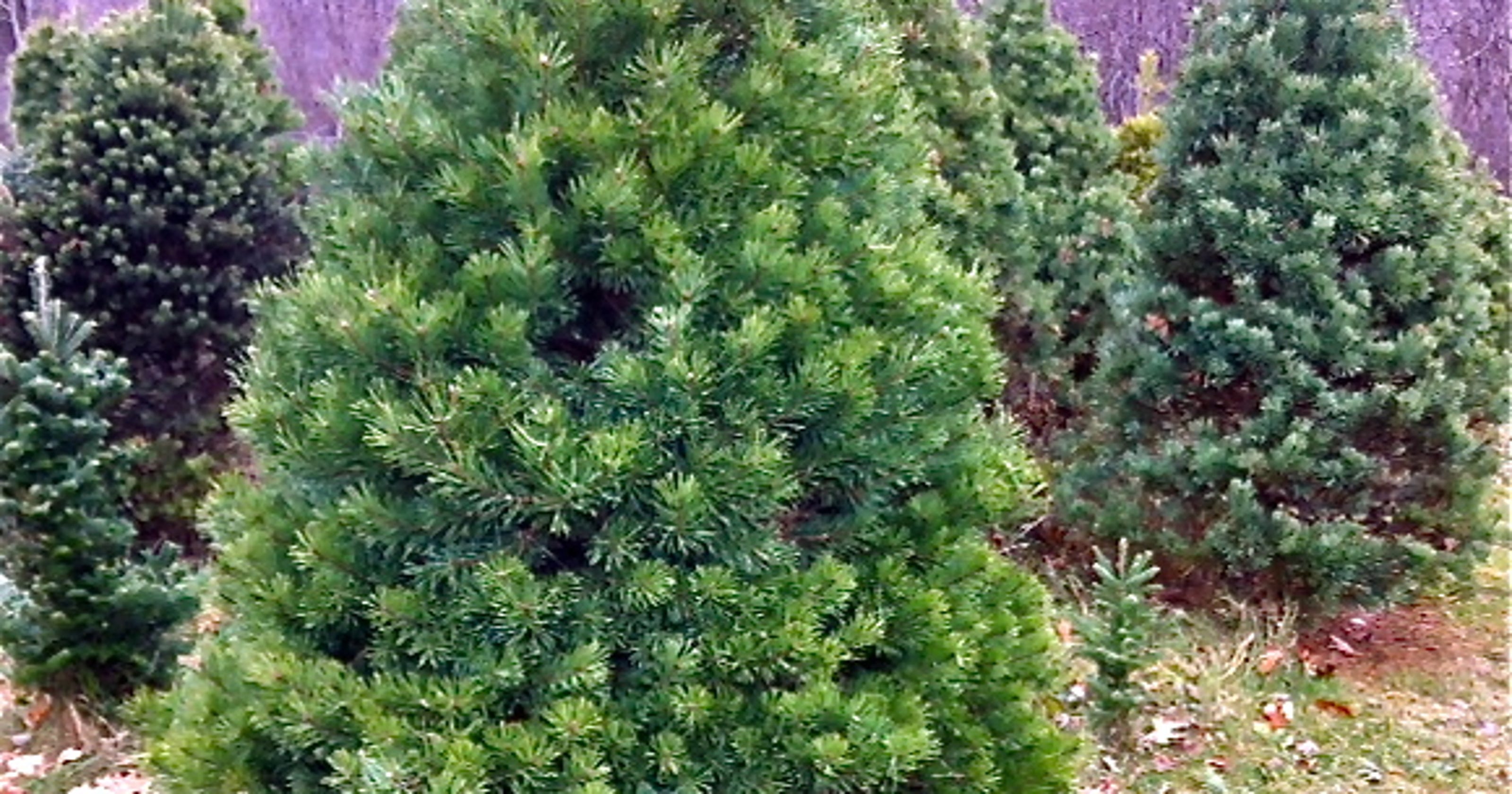 Schneider Scotch pines still among the most popular Christmas trees