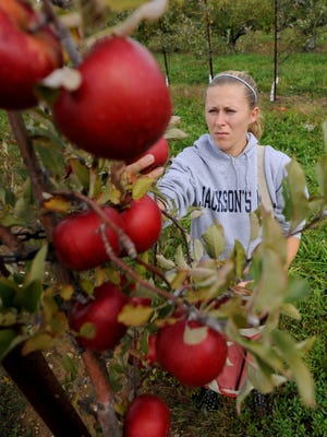 Anne Joudrey picks Melrose apples at Apple Hill Orchard in Richland County.