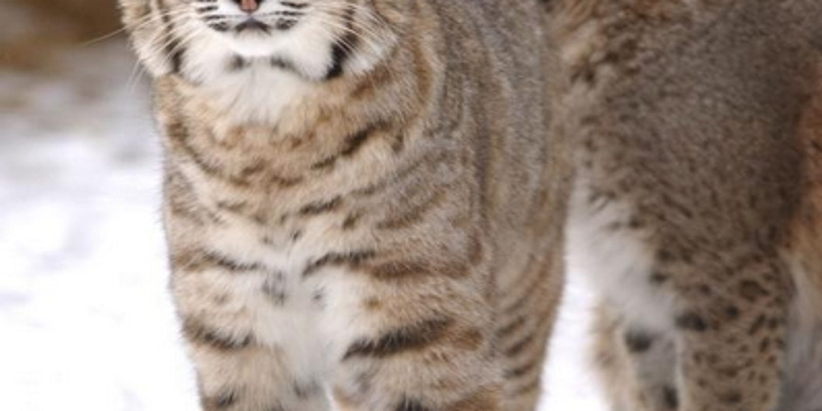 Bobcat Bear Sightings Rising In Ohio