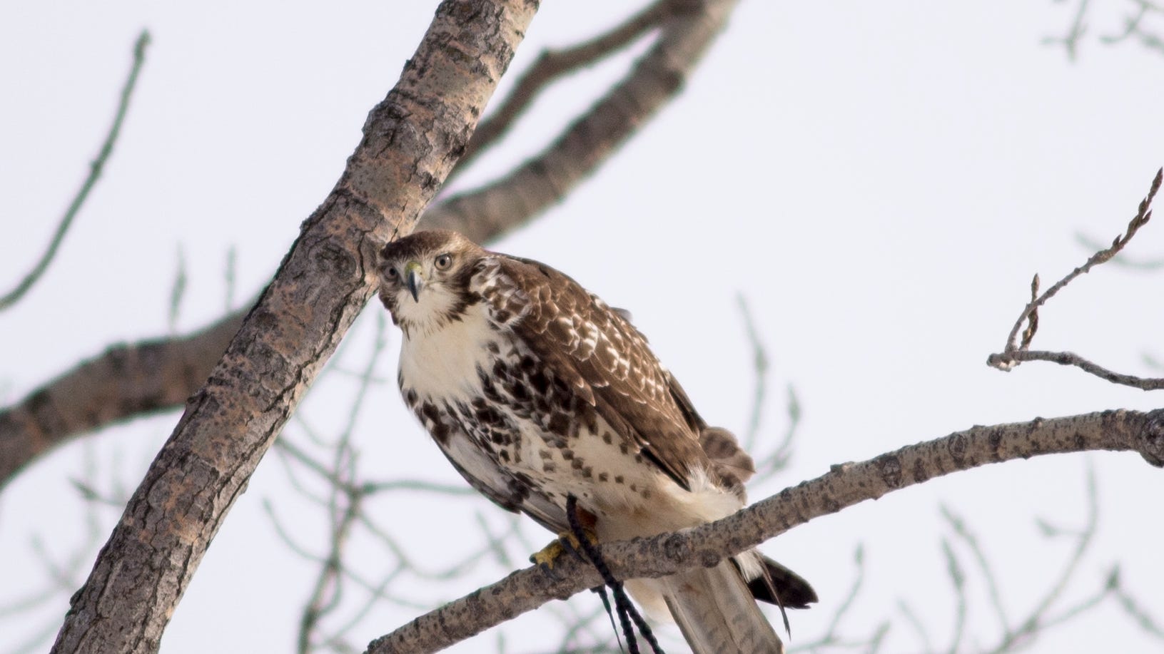 Predator And Prey Michigan Falconers Use Birds To Hunt