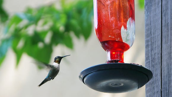 Happy Little Hummingbirds Are Hangin Out Here