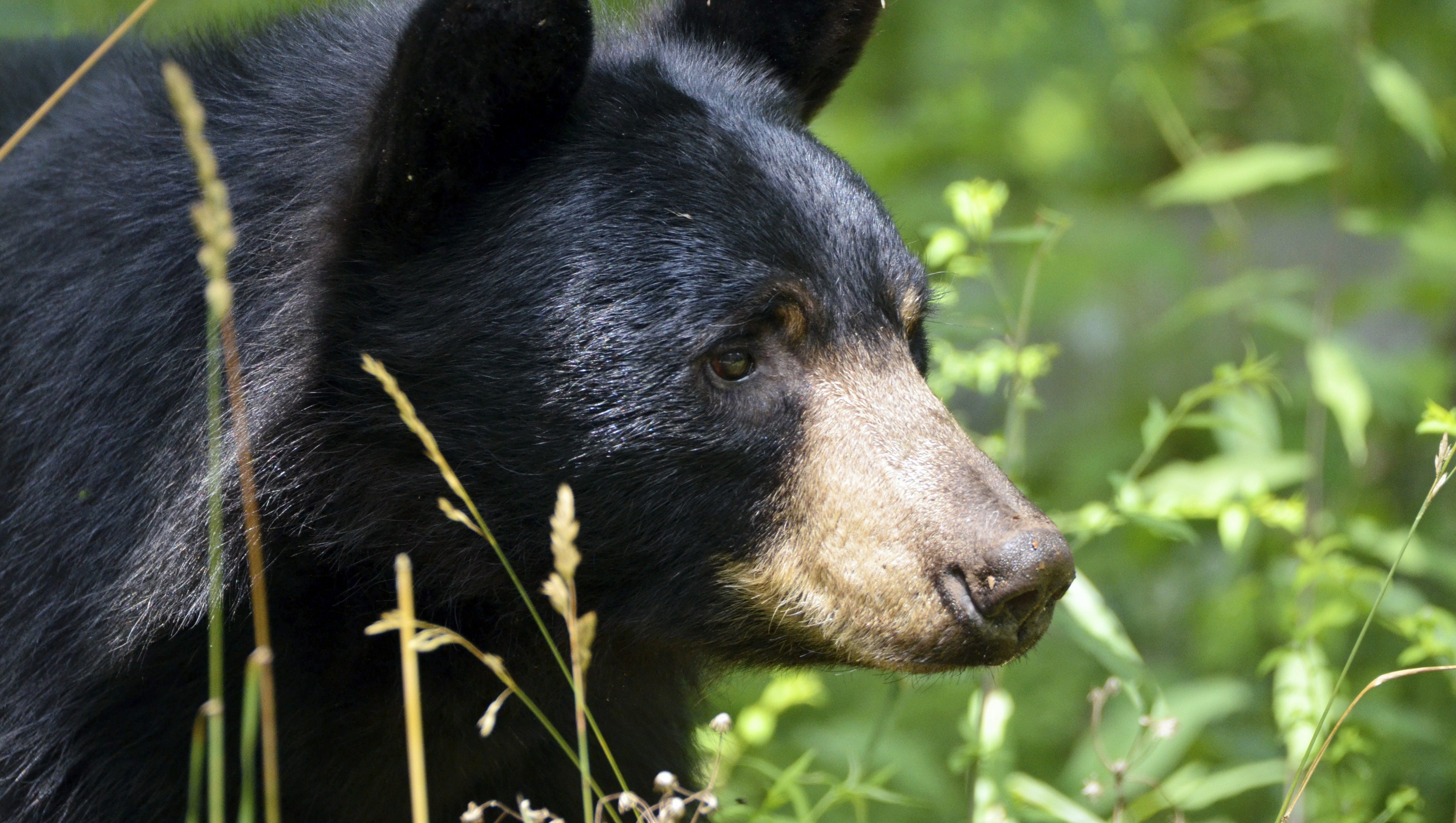 Pennsylvania Game Commission reports record blear bear hunting harvest