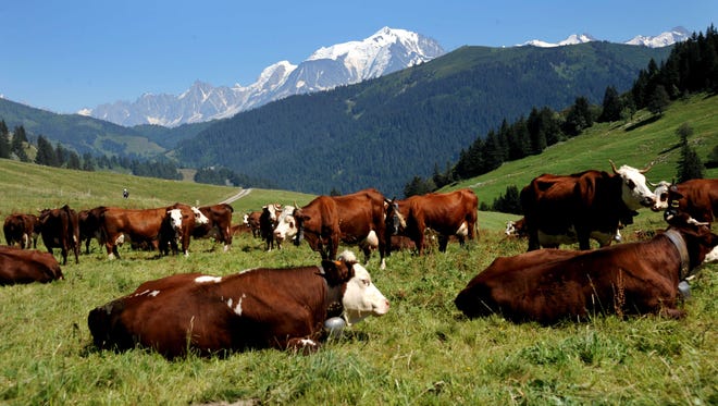Cows of the Abondance breed grazing in a field at the Aravis Col, in La Clusaz.