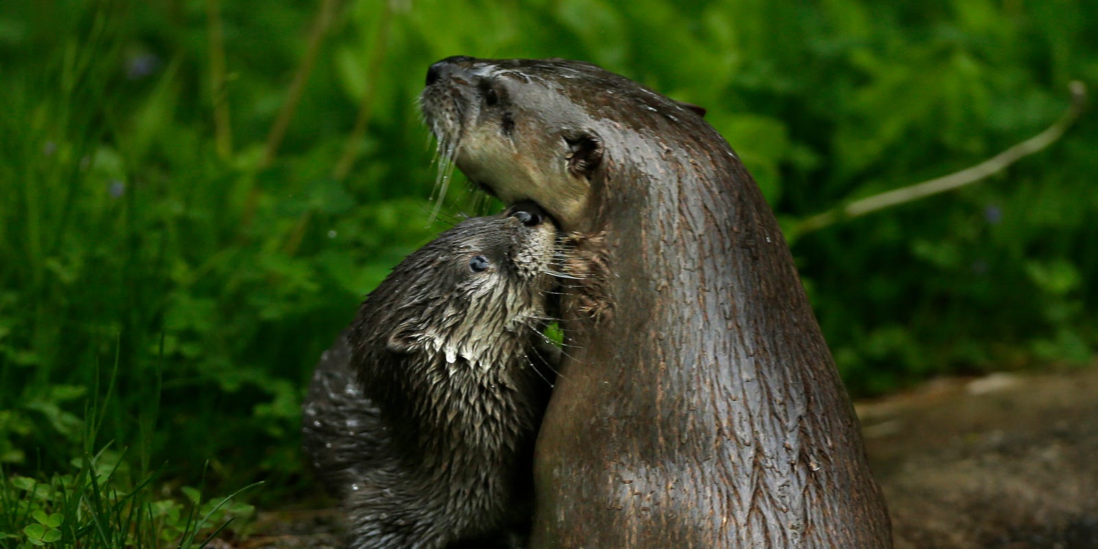 Sudden Illness Kills Three New Zoo Otters Including 2 Months Old Pups