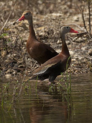 A pair of black-bellied whistling ducks sit in the saturated ditch off of a Tieback levee in the Picayune Strand. A hike on the Sabal Palm Trail should turn up some wildlife, such as wood storks, endangered red-cockaded woodpeckers and fox squirrels, among others.