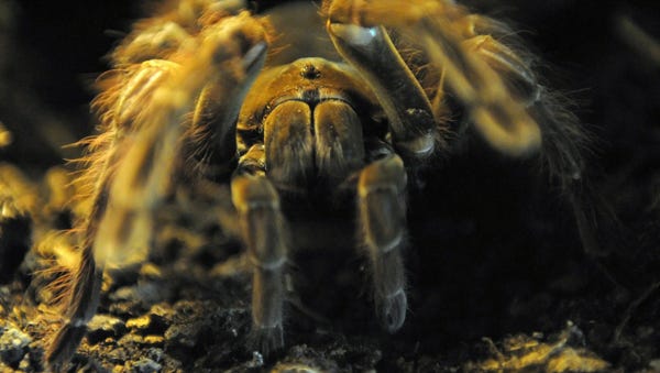 A Goliath birdeater spider sits in its terrarium i