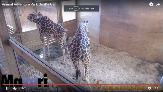 A screenshot of Animal Adventure Park's YouTube live stream showing giraffes April and Oliver.