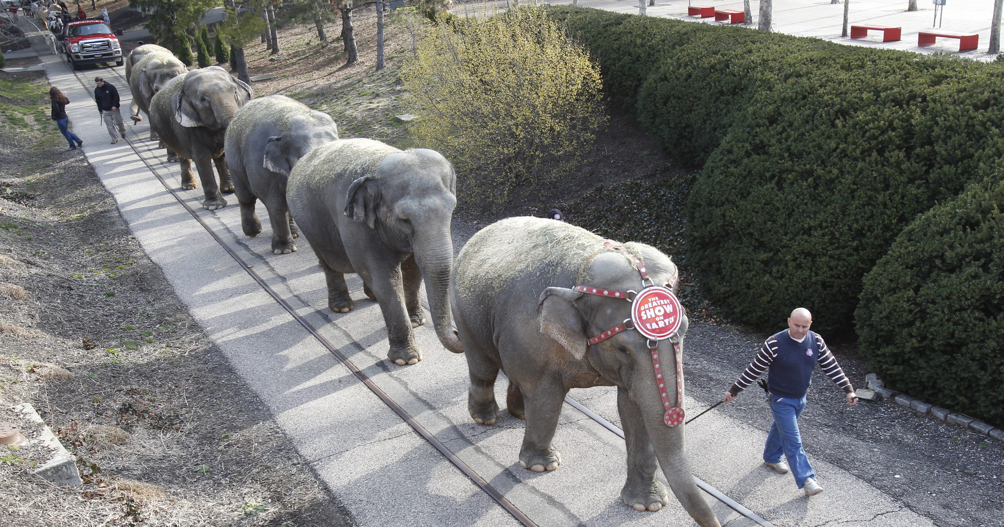Circus sidestepped elephant cruelty issue