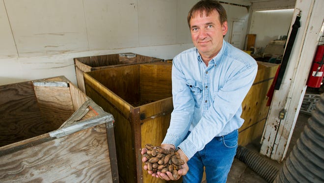 LSU AgCenter pecan specialist Charlie Graham displays a handful of pecans on Nov. 3, 2016, at the Pecan Research and Extension Station in Shreveport. After harvest, pecans are dumped into wooden containers, which are then moved into this room to be dried. Air is blown into the bottoms of the containers through the black hoses seen in this photo.