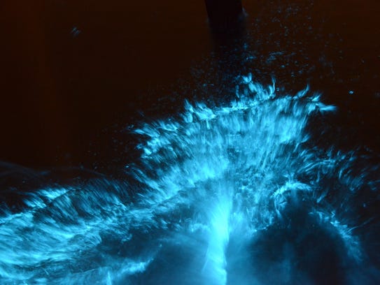 Bioluminescence is caused by microorganisms that light