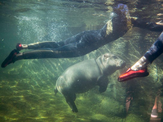 Fionaplays in Hippo Cove during her debut at the Cincinnati