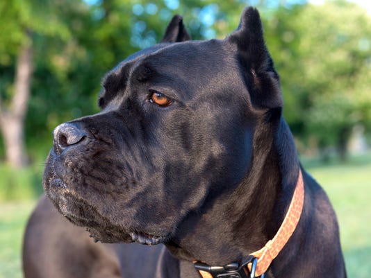 Delawareans Searching Web For Cane Corso Dog Breed