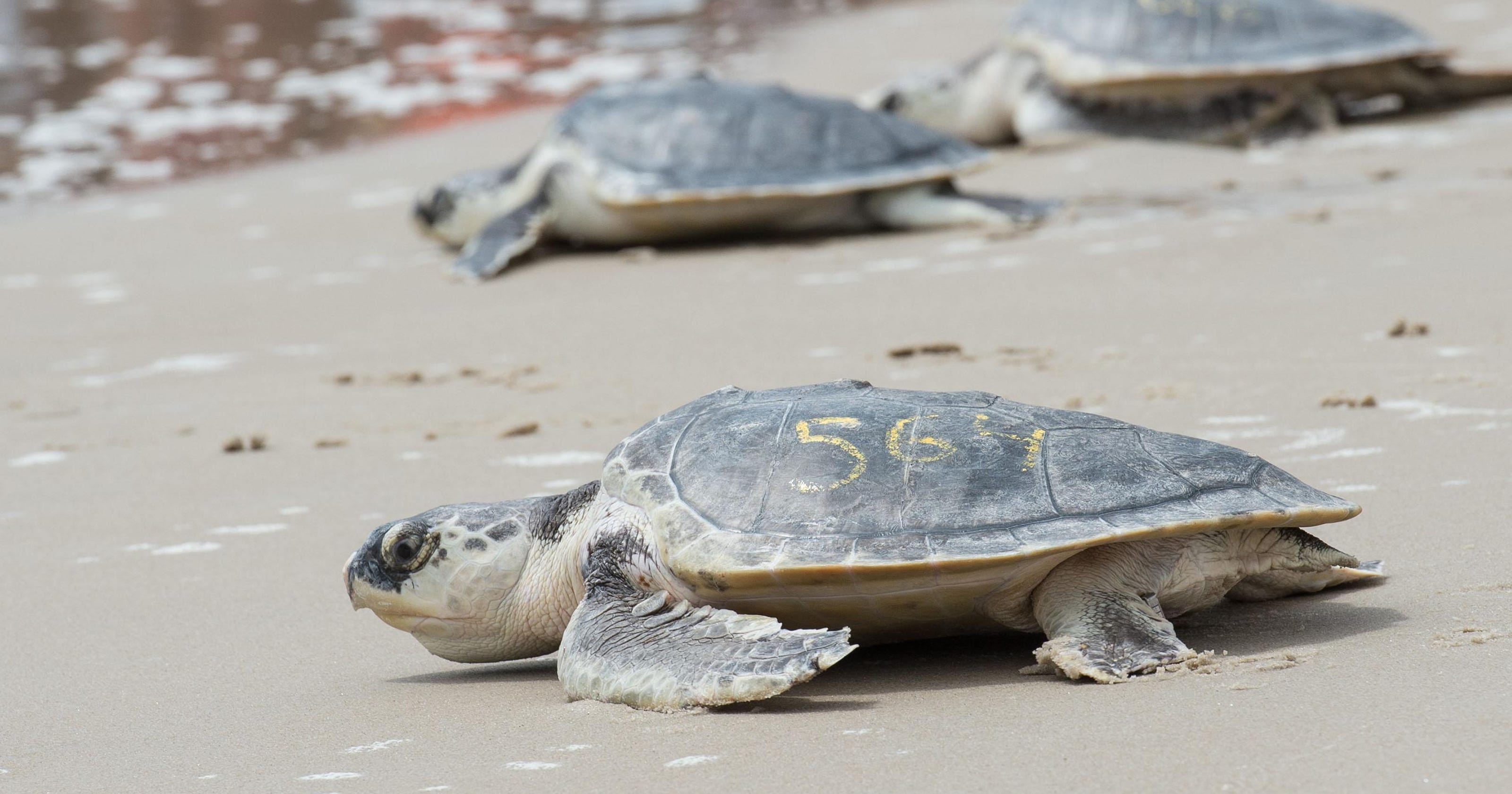 Light pollution can can harm sea turtles, other wildlife