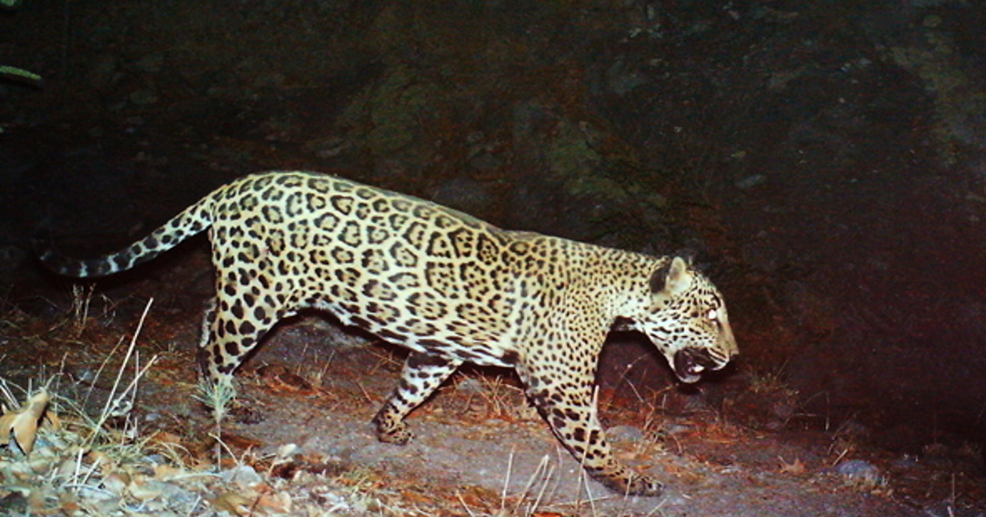 Caught on camera: 'El Jefe,' only known U.S. jaguar ...