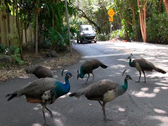 A pack of peacocks mills about at an intersection in the Coconut Grove neighborhood of Miami.