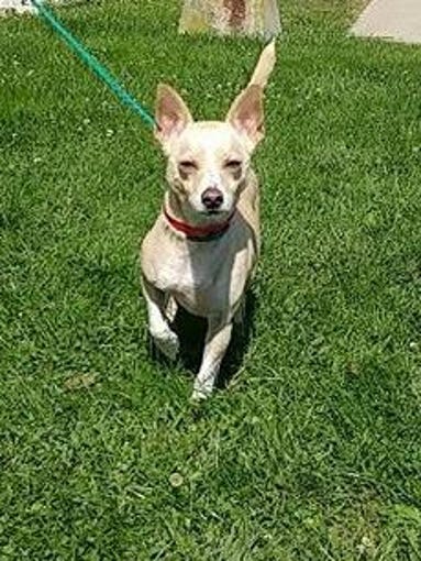 Dexter, a 4-year-old male Jack Russell Terrier mix