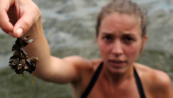 Margaret Schupp displays zebra mussels that have latched on to a small twig on the shore of Fair Hills resort on Pelican Lake in Minnesota in July 2011.