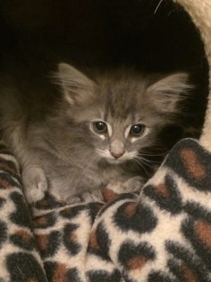 I'm a little girl, about 3 months old, and have a very unique long haired coat, with light grey tiger markings.