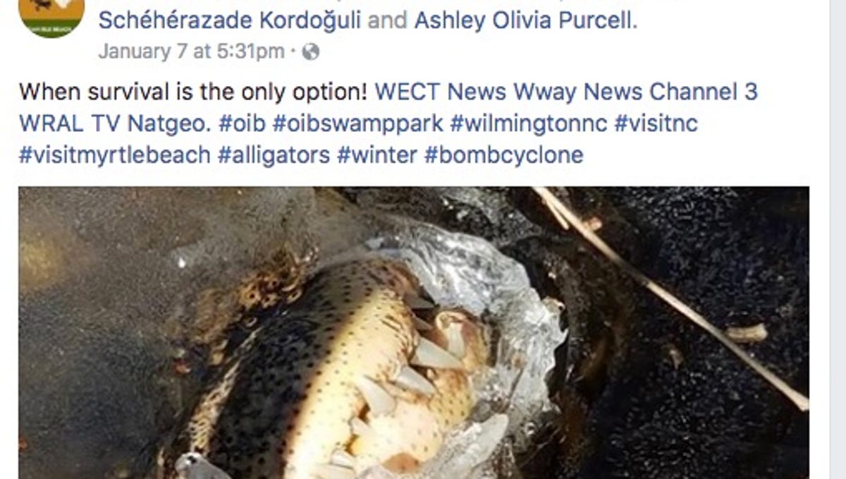 How Do Alligators Survive Winter Video Shows Gators Trapped In Ice