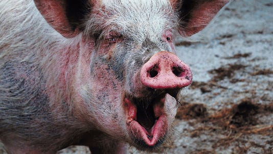 Screaming' pig sought after chasing kids