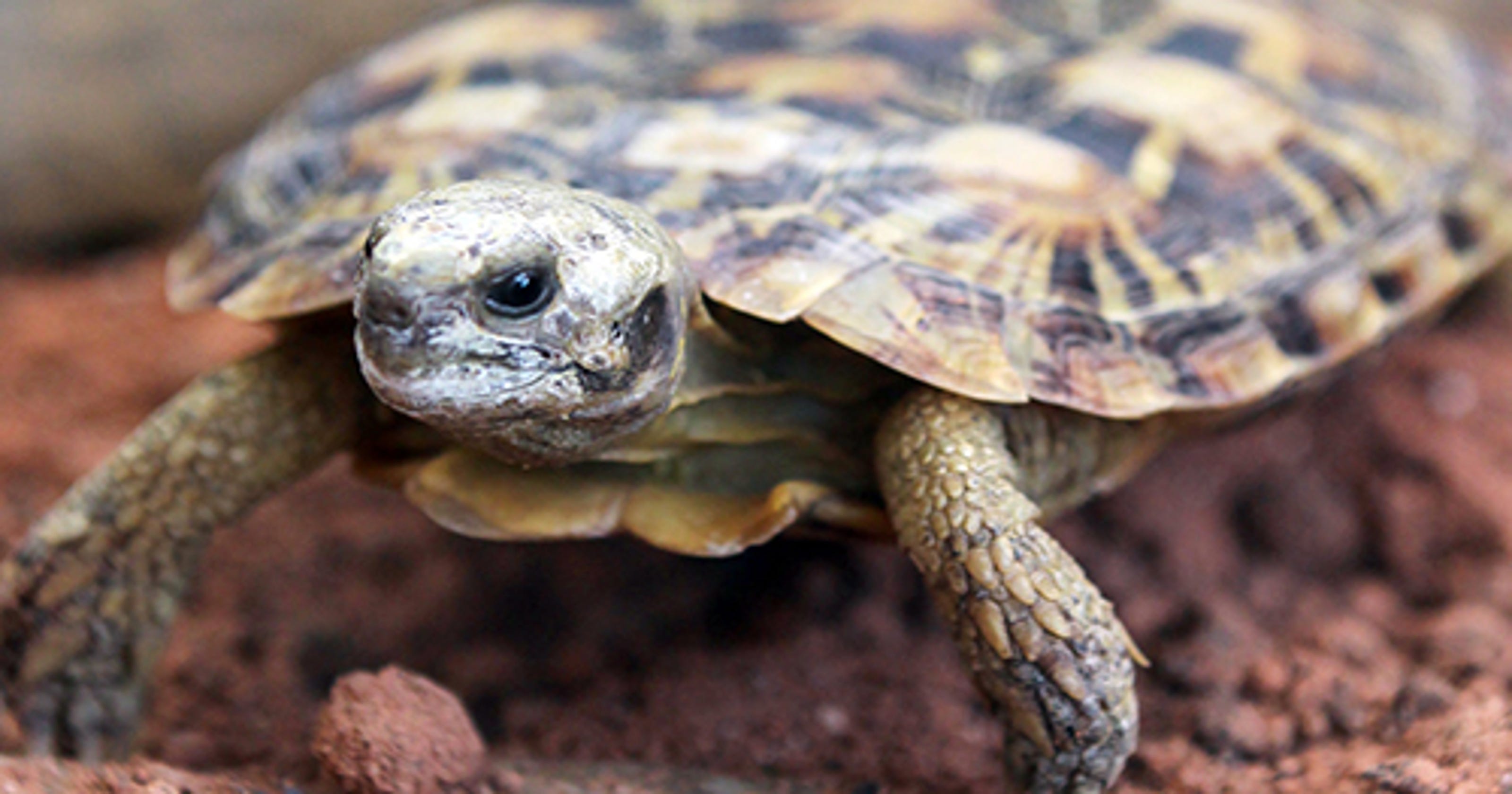 Wikipedia briefly ID's Mitch McConnell as a turtle