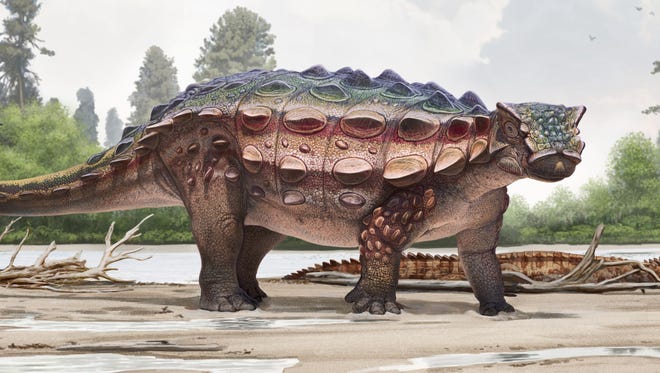 An artist's illustration of Akainacephalus johnsoni, a new genus and species of ankylosaurid dinosaur discovered recently in southern Utah.