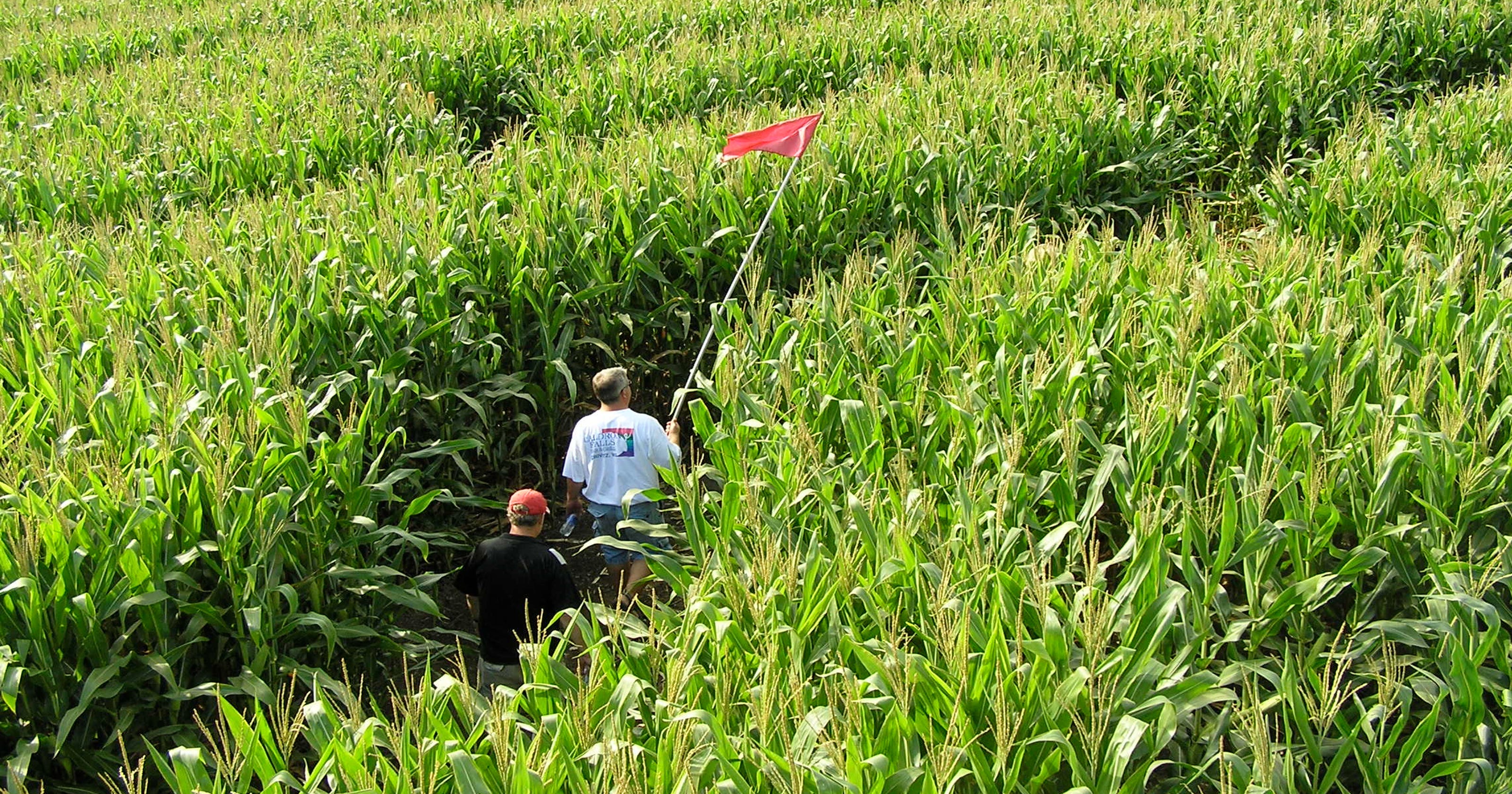3-year-old lost in corn maze, family didn't notice until next day