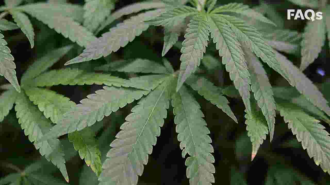 Pot S Surprising History