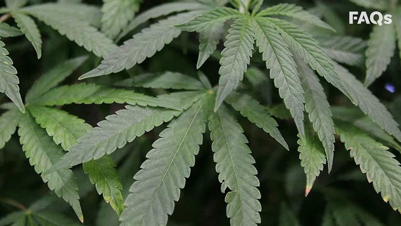 Pot S Surprising History
