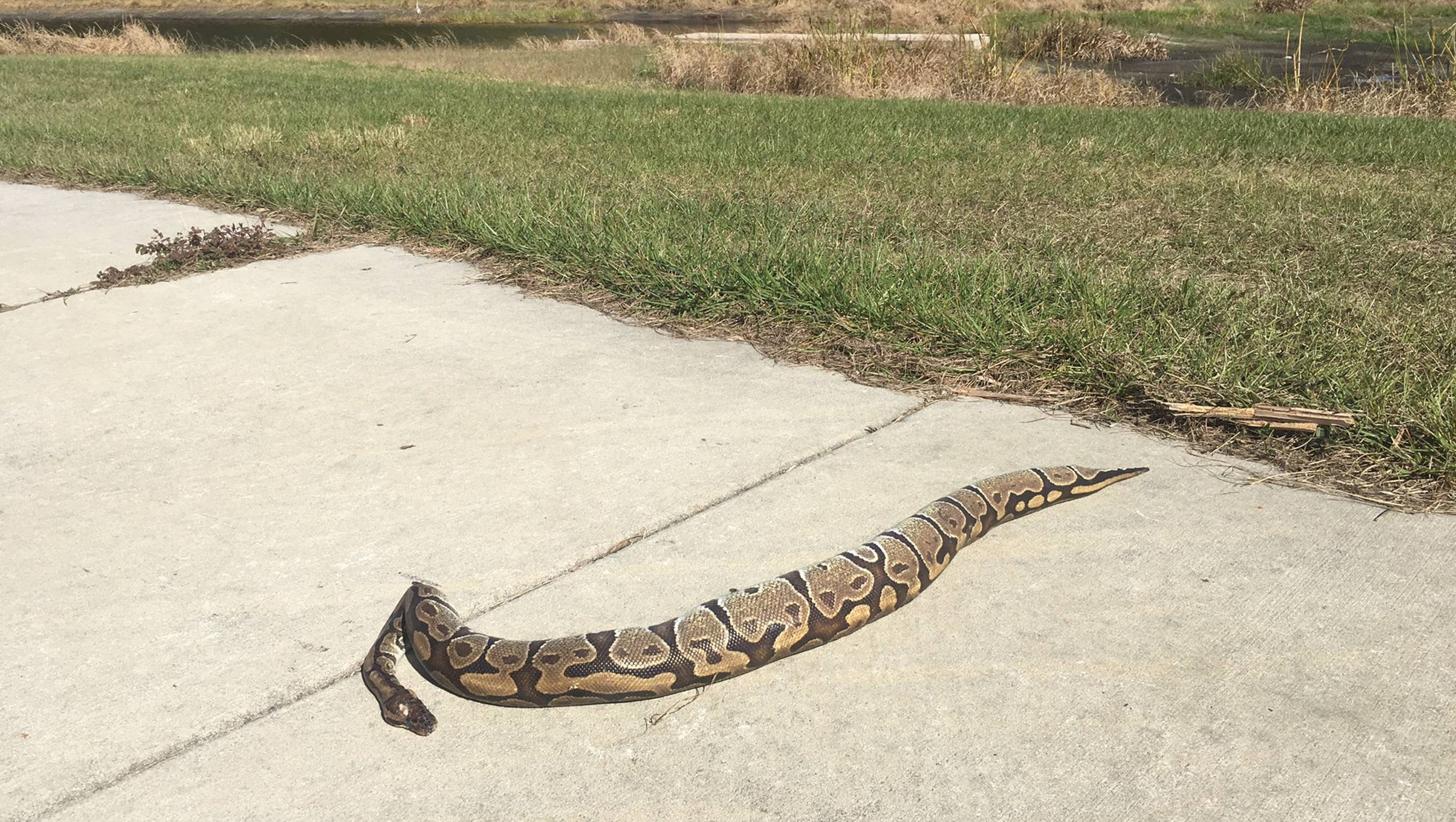 Dead python found near Port St. Lucie Savannas