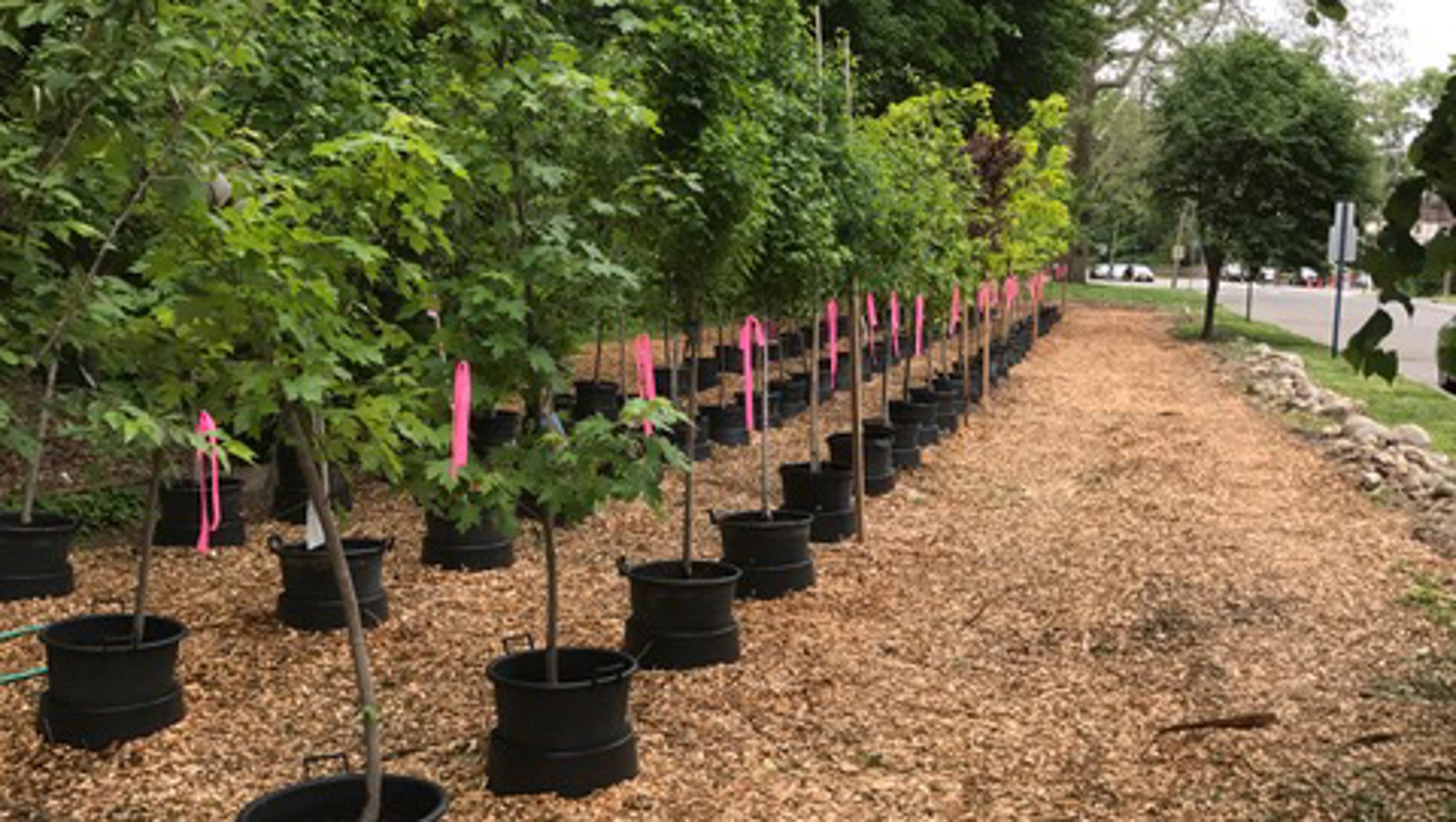 Tree Nurseries In Oklahoma