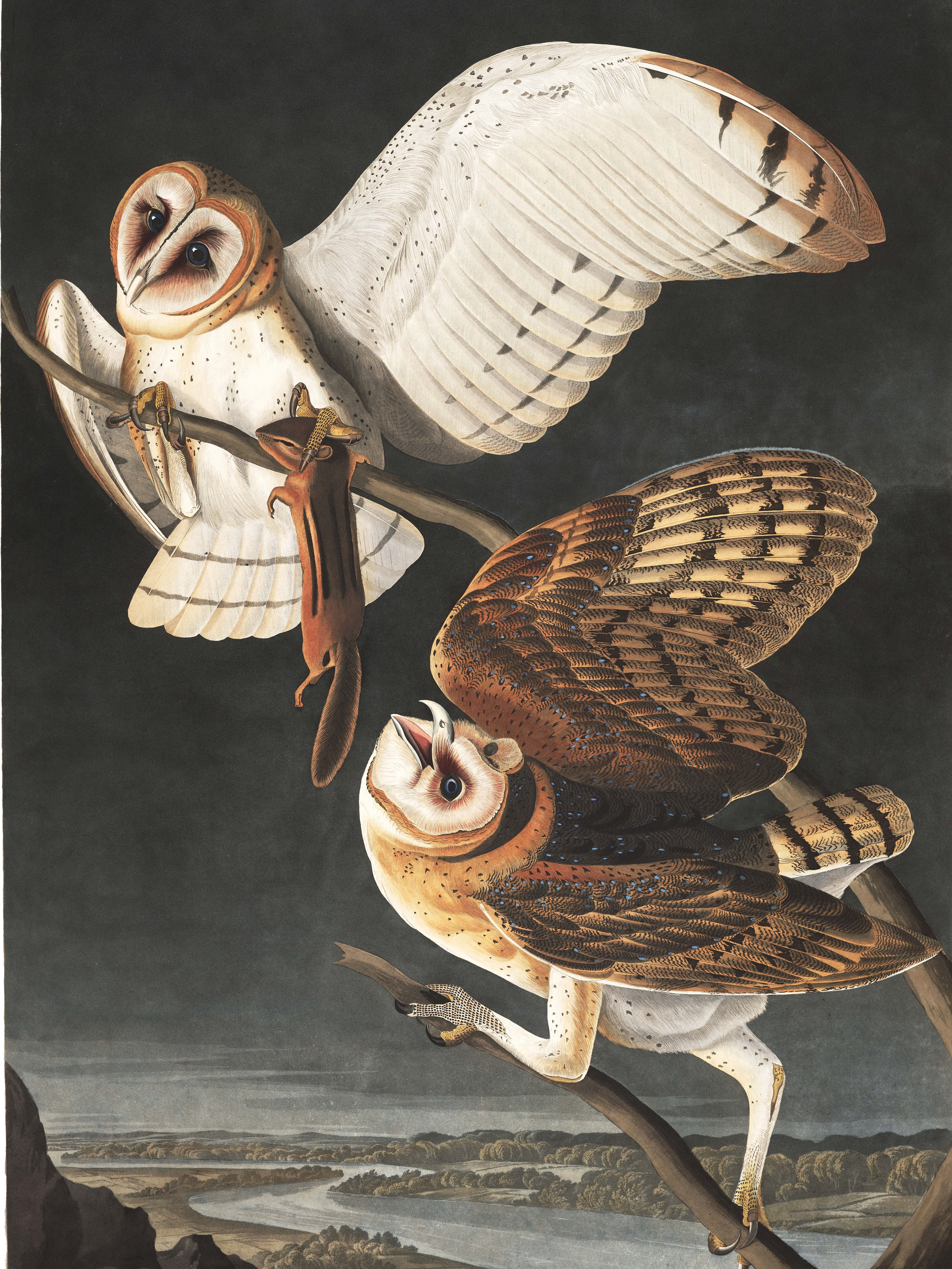 Art City: Audubon bird prints offer fresh view of genius