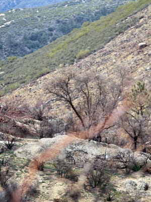 A fire scar from 2013’s Mountain Fire is seen along the mountainside where burned and unburned areas meet.