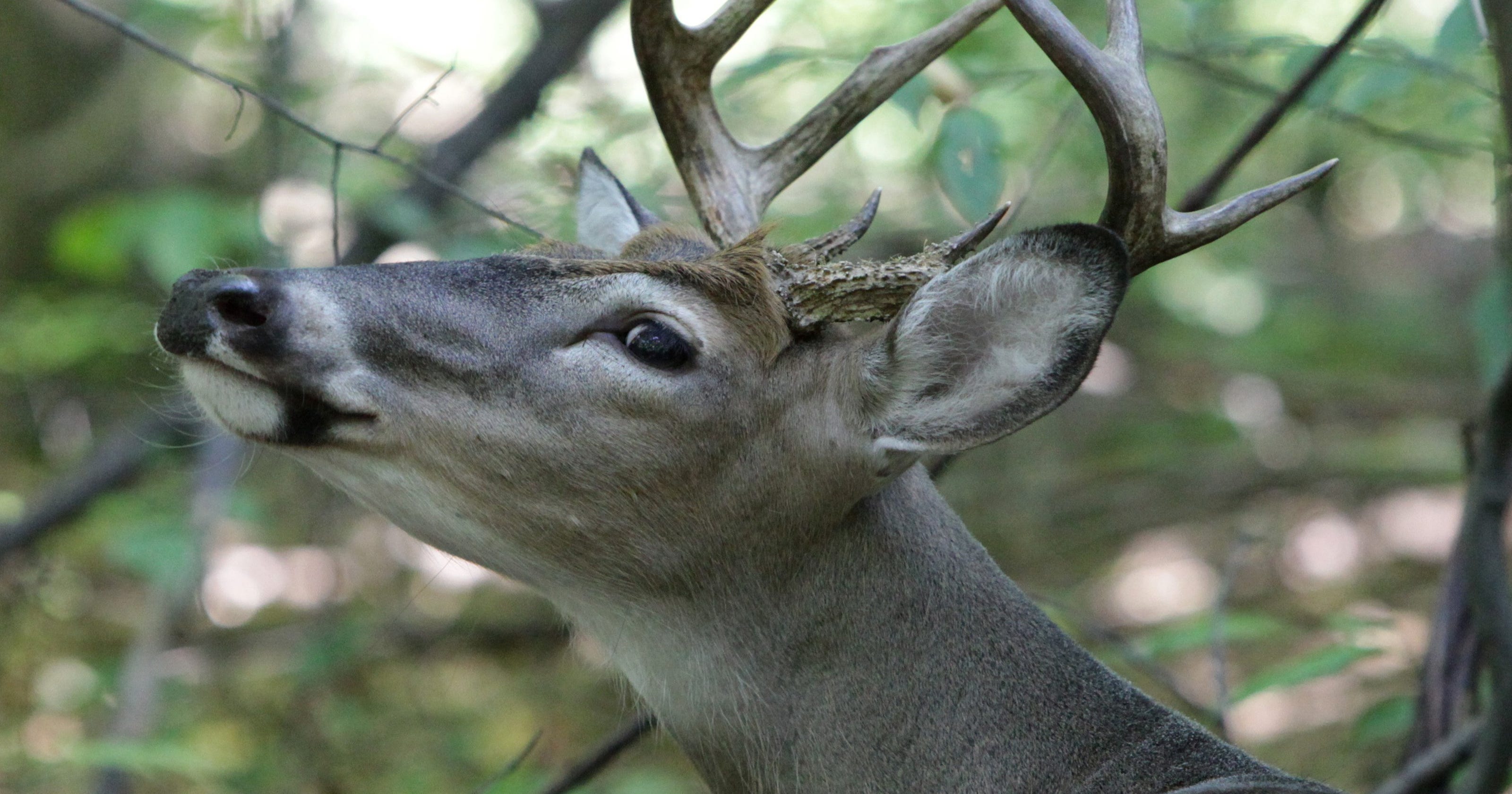 Michigan Hunters Could Get Tuberculosis From Deer While Field Dressing