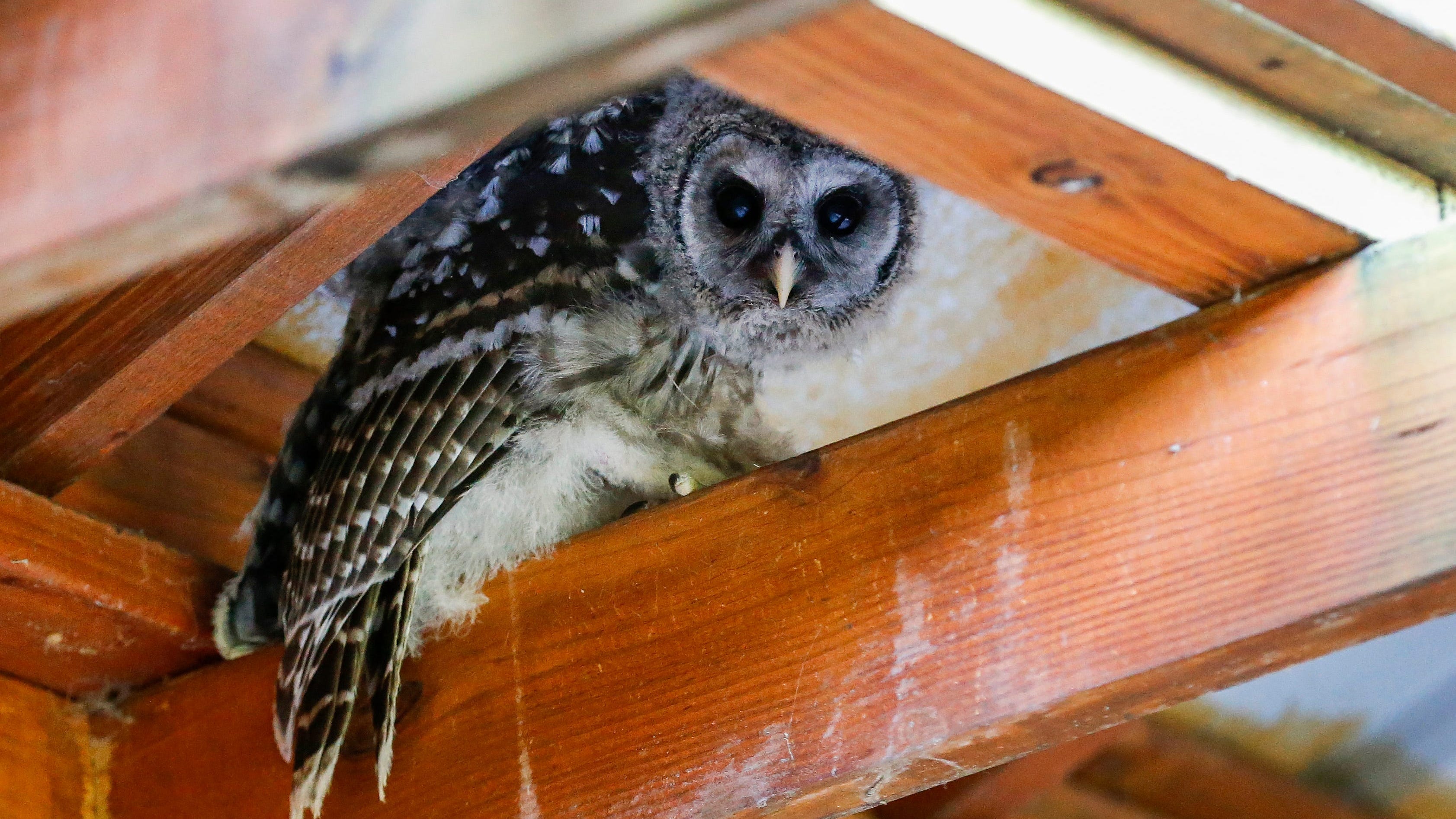 Four rescued Barred Owls were released into the wild on Monday, June 15, 2020, after being rehabilitated at the Dickerson Park Zoo.    Owls4