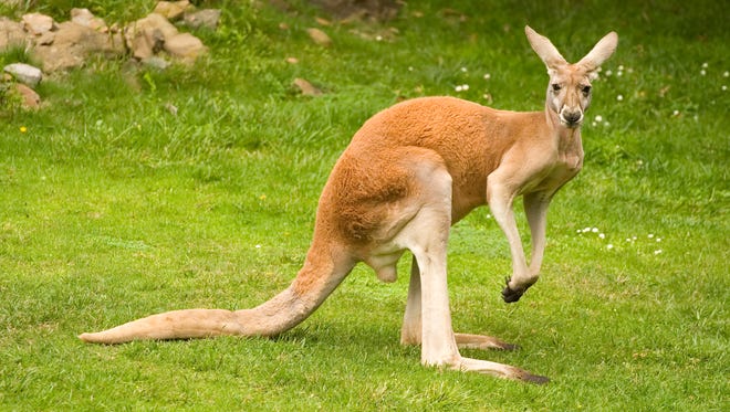 Was there a kangaroo in Grand Chute this week? It appears less likely as time passes without another reported sighting.